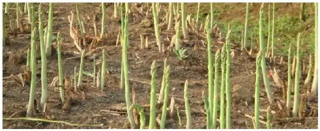 芦笋夏天种植注意事项 | 农业答疑