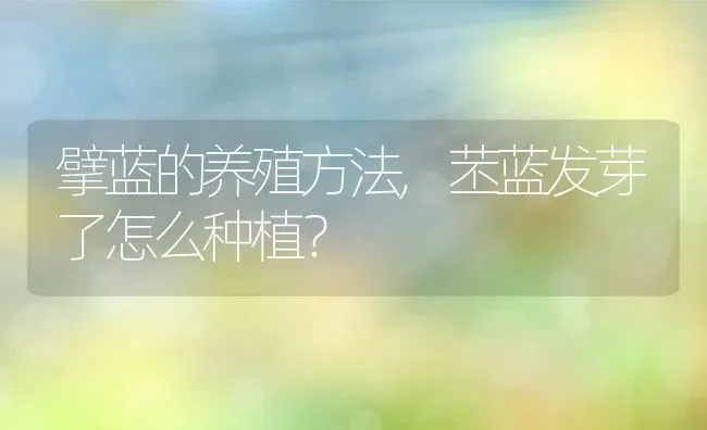 擘蓝的养殖方法,苤蓝发芽了怎么种植？ | 养殖常见问题