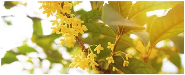 盆栽桂花种植注意事项 | 农业问题