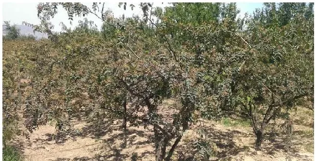 花椒剪枝什么时候最佳 | 农业常识