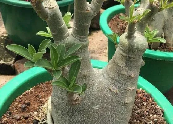 植物常识问题|用种子繁殖沙漠玫瑰播种之后的养护管理