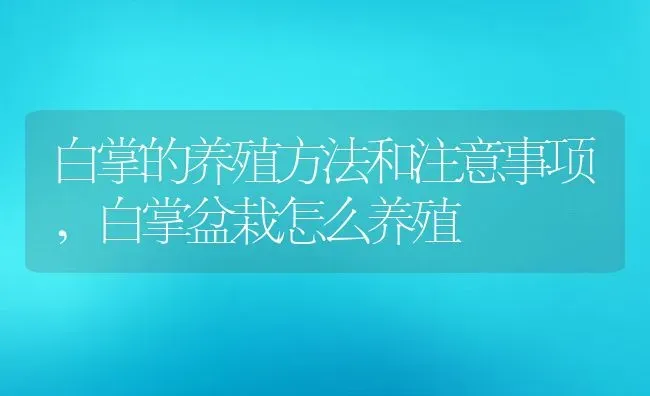 白掌的养殖方法和注意事项,白掌盆栽怎么养殖 | 养殖常见问题
