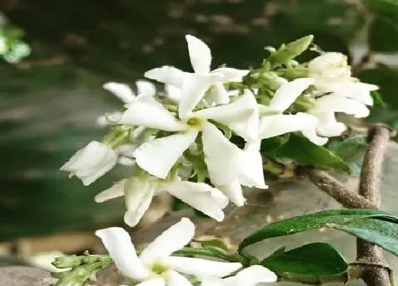 植物常识问题|茉莉花品种