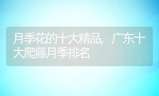 月季花的十大精品,广东十大爬藤月季排名 | 养殖常见问题