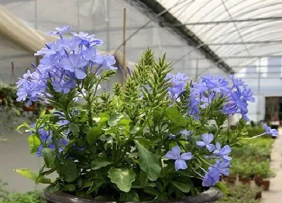 植物常识问题|蓝雪花开败后如何修剪复花快