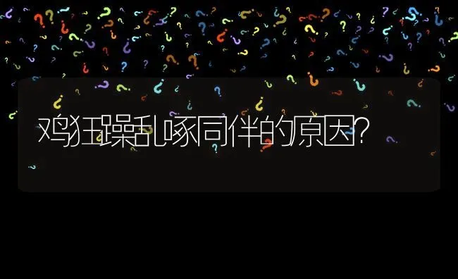 鸡狂躁乱啄同伴的原因? | 养殖问题解答