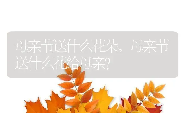 母亲节送什么花朵,母亲节送什么花给母亲？ | 养殖常见问题