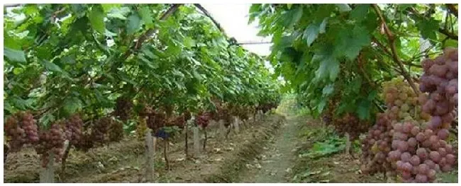 葡萄树种植注意事项 | 生活常识