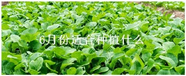 6月份适合种植什么 | 农业问题