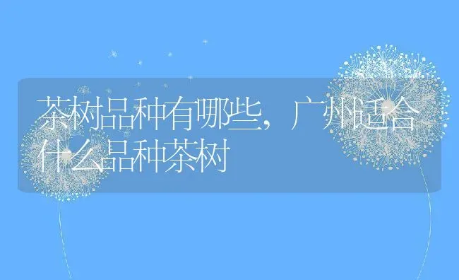 茶树品种有哪些,广州适合什么品种茶树 | 养殖常见问题