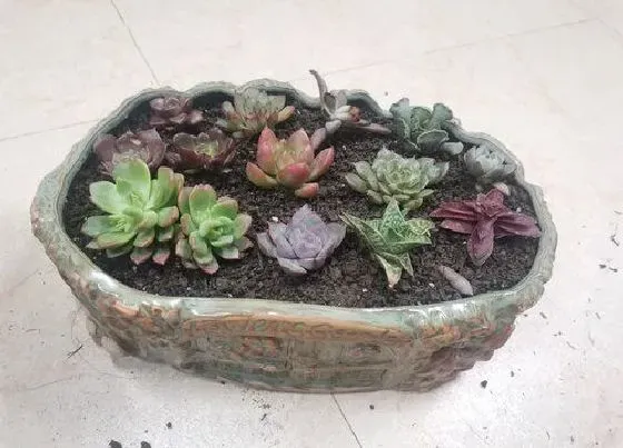 植物常识问题|多肉老桩茎杆干瘪坏死是什么原因
