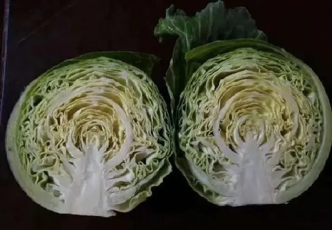 植物常识问题|甘蓝菜的种植方法和时间（甘蓝包菜什么时候种植最好）
