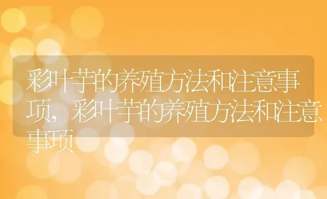 彩叶芋的养殖方法和注意事项,彩叶芋的养殖方法和注意事项 | 养殖常见问题