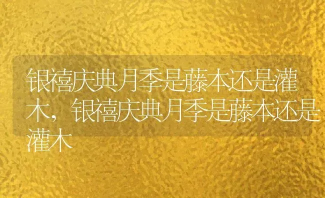银禧庆典月季是藤本还是灌木,银禧庆典月季是藤本还是灌木 | 养殖常见问题