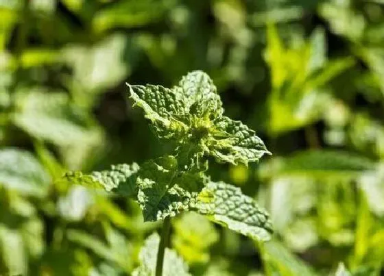 植物常识问题|十香菜和薄荷的区别