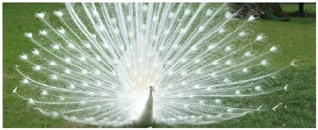 蓝孔雀该怎么养 | 生活常识