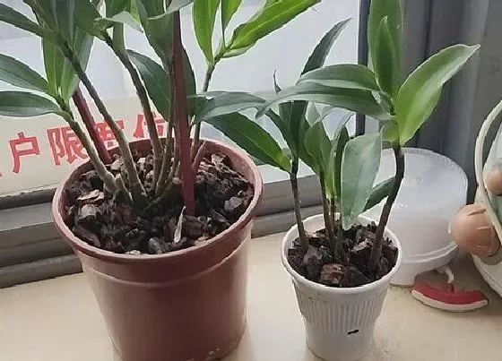 植物常识问题|石斛的种植方法