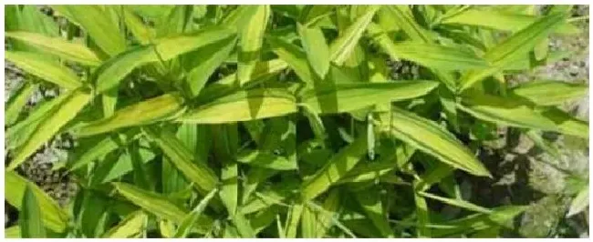 菲黄种植技术 | 科普知识