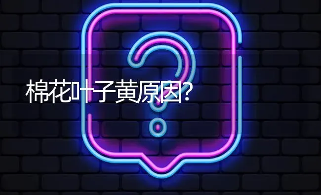 棉花叶子黄原因? | 养殖问题解答