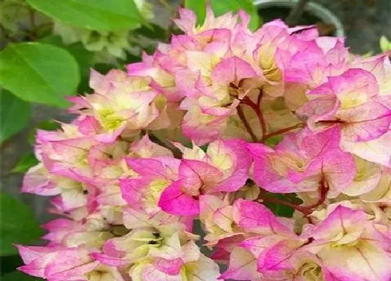 植物常识问题|想要把三角梅塑造成雨伞状