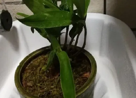 植物常识问题|石斛的种植方法