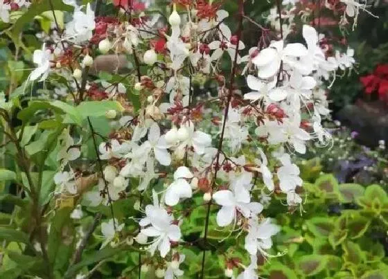 植物常识问题|茉莉花栽培技术