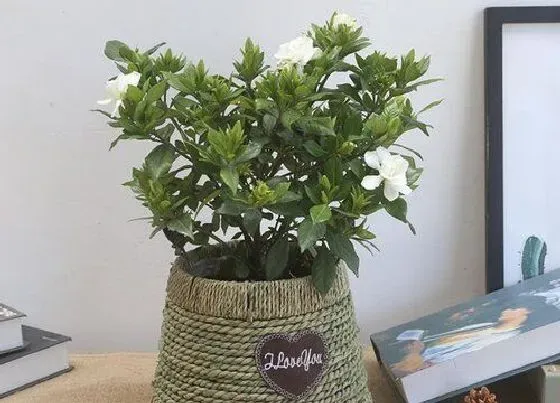 植物常识问题|如何处理栀子花掉花苞黄叶的现象