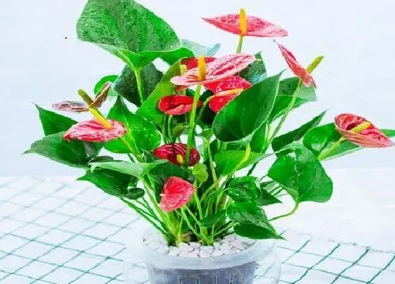 植物常识问题|要想红掌开花叶片翠绿需要怎么养护