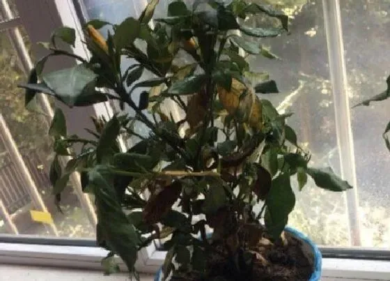 植物常识问题|如何处理栀子花掉花苞黄叶的现象