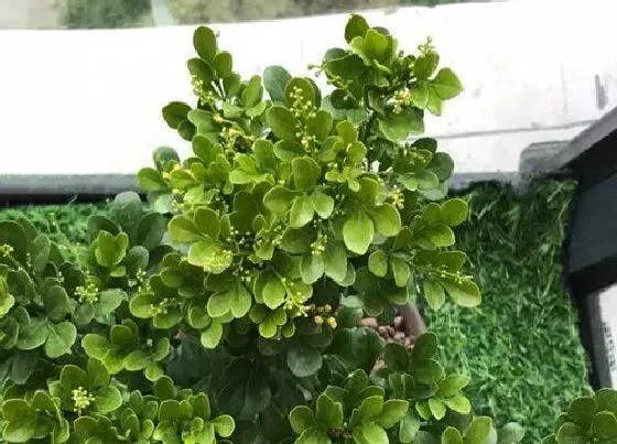 植物常识问题|米兰花黄叶不开花的原因  如何养花开满盆