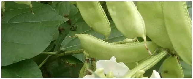 南方白扁豆种植时间 | 农业答疑