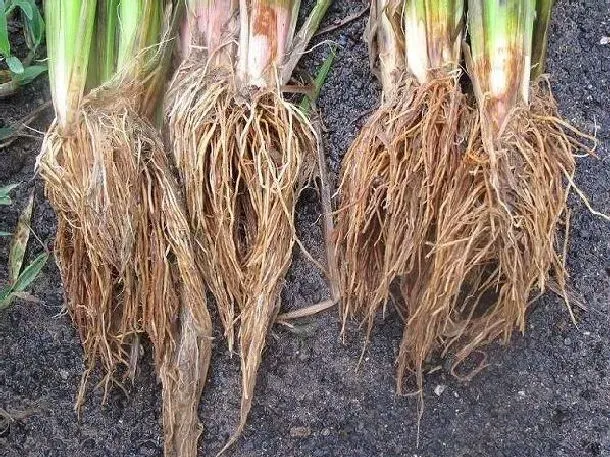 植物常识问题|水稻早衰有哪些症状表现（水稻后期早衰的因及解决办法）