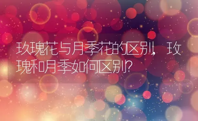 玖瑰花与月季花的区别,玫瑰和月季如何区别？ | 养殖常见问题