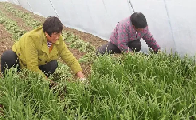 植物常识问题|韭菜栽培技术