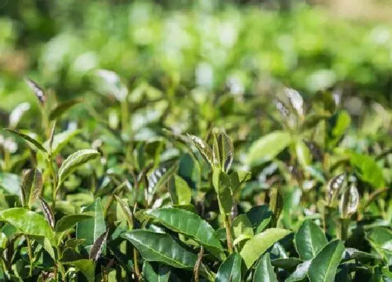 植物常识问题|铁观音和乌龙茶的区别