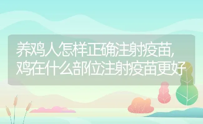 养鸡人怎样正确注射疫苗,鸡在什么部位注射疫苗更好 | 养殖常见问题