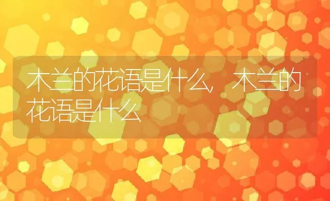 木兰的花语是什么,木兰的花语是什么 | 养殖常见问题