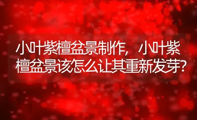 小叶紫檀盆景制作,小叶紫檀盆景该怎么让其重新发芽？ | 养殖常见问题