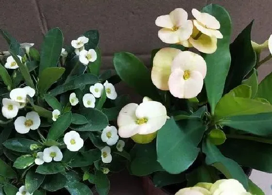 植物常识问题|初养花友需要避开的微毒植物