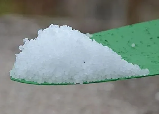 植物常识问题|如何给兰花使用尿素令叶片更浓绿