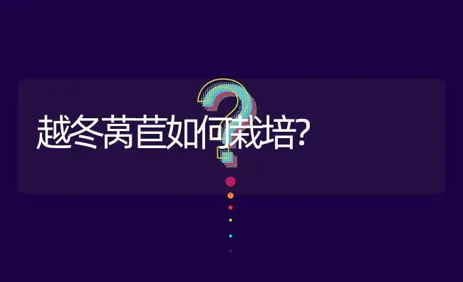 越冬莴苣如何栽培? | 养殖问题解答