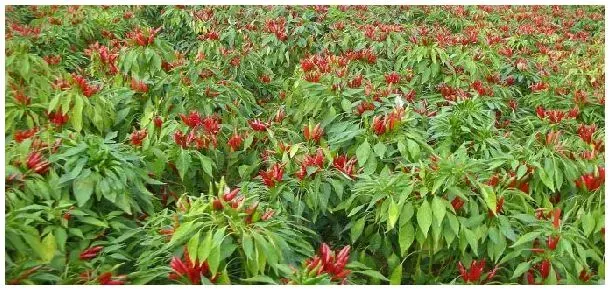 能喷到辣椒上的除草剂 | 三农答疑