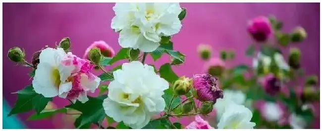 芙蓉花怎么施肥 | 三农问答