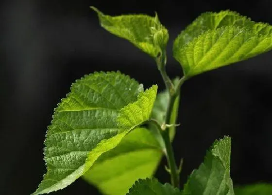 植物常识问题|桑叶的功效与作用