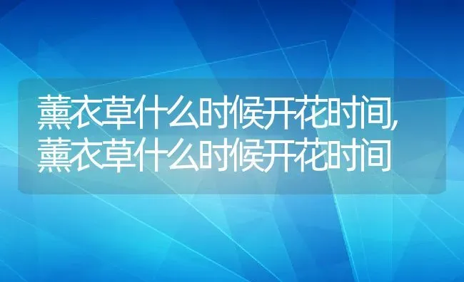 薰衣草什么时候开花时间,薰衣草什么时候开花时间 | 养殖常见问题