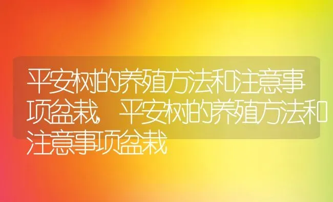 平安树的养殖方法和注意事项盆栽,平安树的养殖方法和注意事项盆栽 | 养殖常见问题