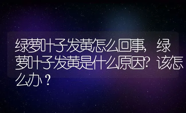绿萝叶子发黄怎么回事,绿萝叶子发黄是什么原因?该怎么办？ | 养殖常见问题