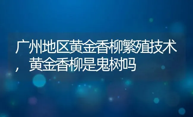 广州地区黄金香柳繁殖技术,黄金香柳是鬼树吗 | 养殖常见问题