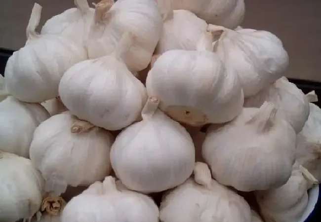 植物常识问题|种大蒜的浇水和施肥管理技（水肥需要怎么管理才高产）