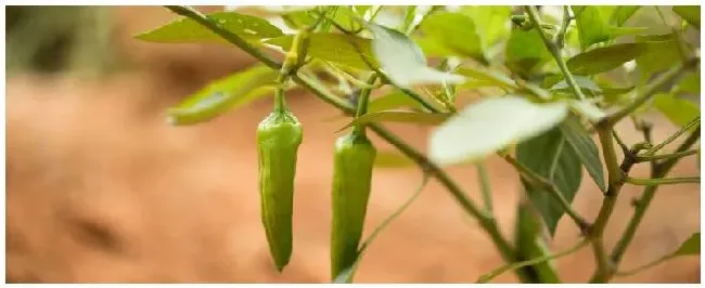 辣椒如何施肥 | 科普知识